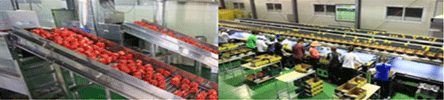 Seafod, agricultural sorting machines